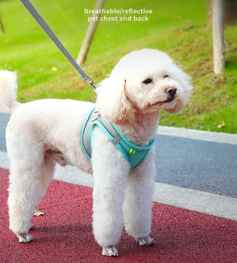 Comfortable Pet Harness and Leash