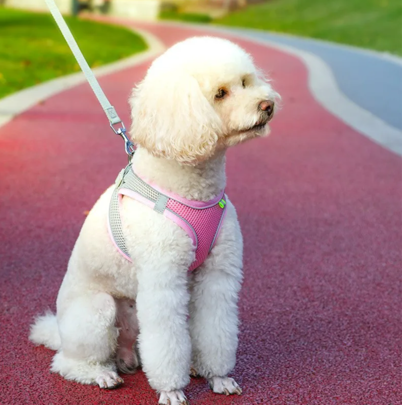 Comfortable Pet Harness and Leash