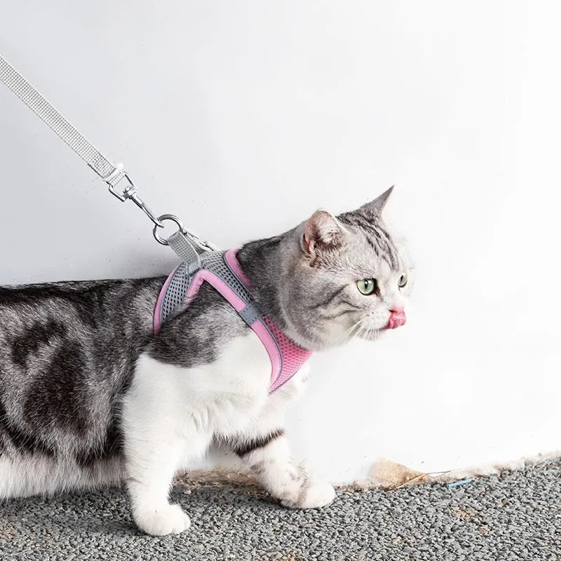 Comfortable Pet Harness and Leash