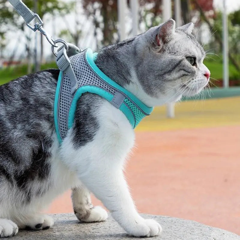 Comfortable Pet Harness and Leash