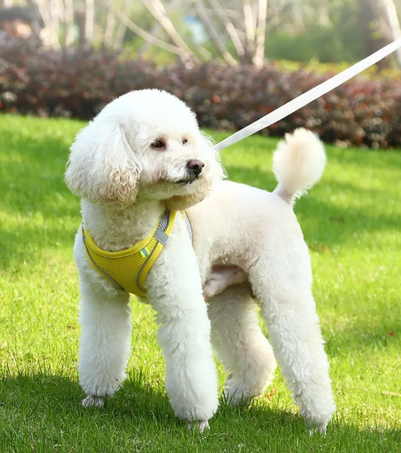 Comfortable Pet Harness and Leash